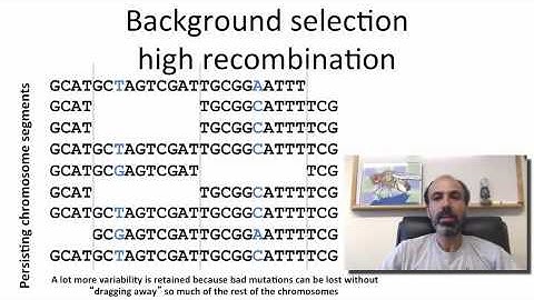 8 - 4 - Week 8 - 4 (S) Background Selection (0749)