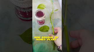 best indoor plant for home decor ???? small bouquet of money plant for my kitchen top shortvideo