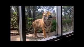 Tiger Close Up At The Zoo