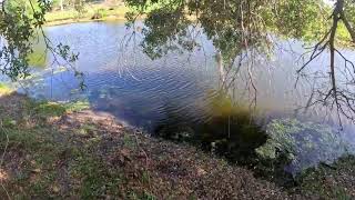 Catching Nuisance Alligators 🐊 🐊