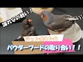 パウダーフードの取り合い！！　　　小鳥、ジャンボキンカ（錦華鳥 錦花鳥 キンカチョウ Zebrafinch）