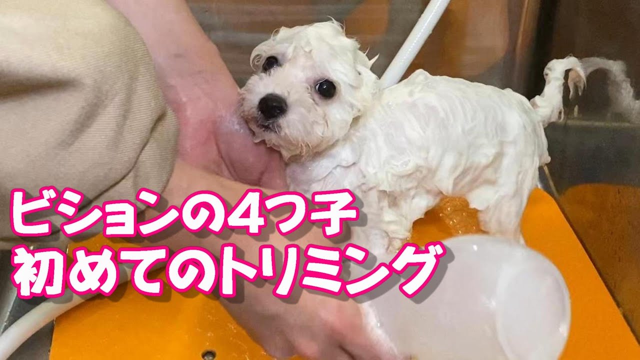 ビションの4つ子初めてのトリミング　Bichon Frise 비숑 프리제