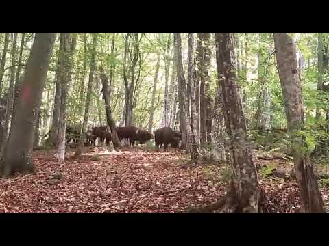 Rangerii surprind un grup de 14 zimbri în pădure