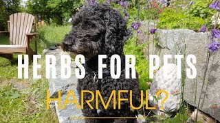 Herbs For Pets- Harmful Side Effects To Know About