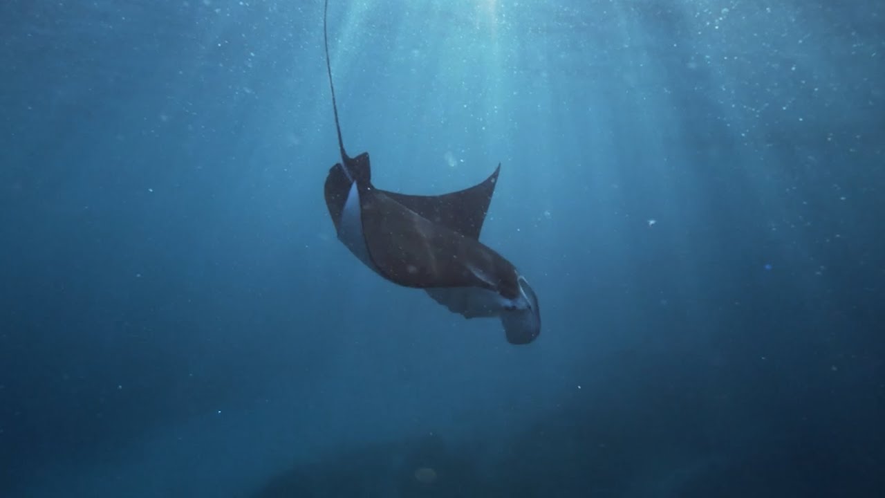 Underwater Tones A Cinematic With Sony A7III YouTube