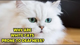 Why Are White Cats More Likely To Be Deaf?