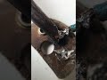 Rajdoot Bike Switch Recondition I Full video link in description