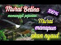 Kicau murai betina memanggil jantan || Pancingan murai batu agar berbunyi