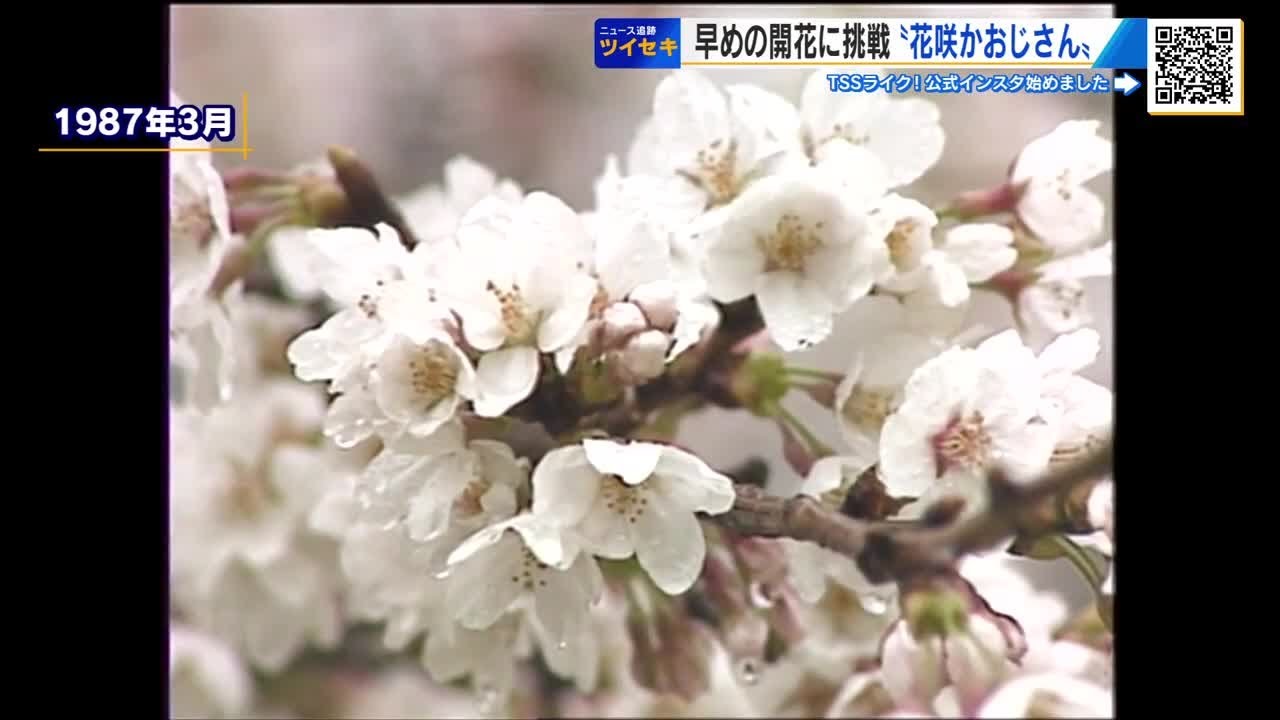 ひと足早い「サクラの開花」に挑戦！ 令和の『花咲かおじさん』を