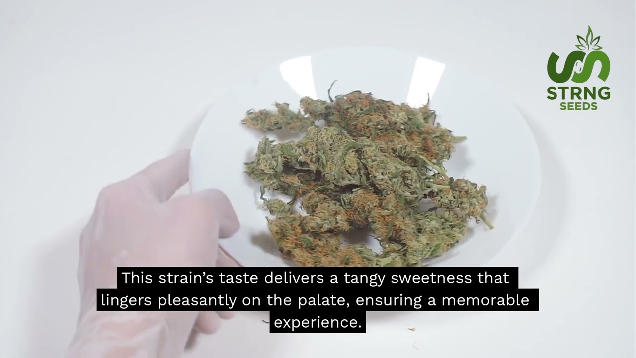 Green Crack: Genetics, Flavor and Growing Tips - STRNG Seeds