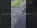 si, así es Australia 🤣