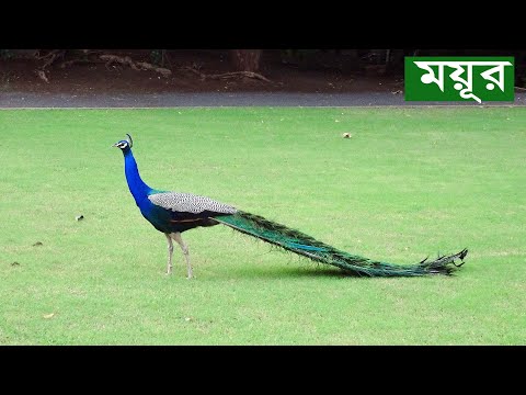 ভিডিও: ময়ূর কখন ঘুমায়?