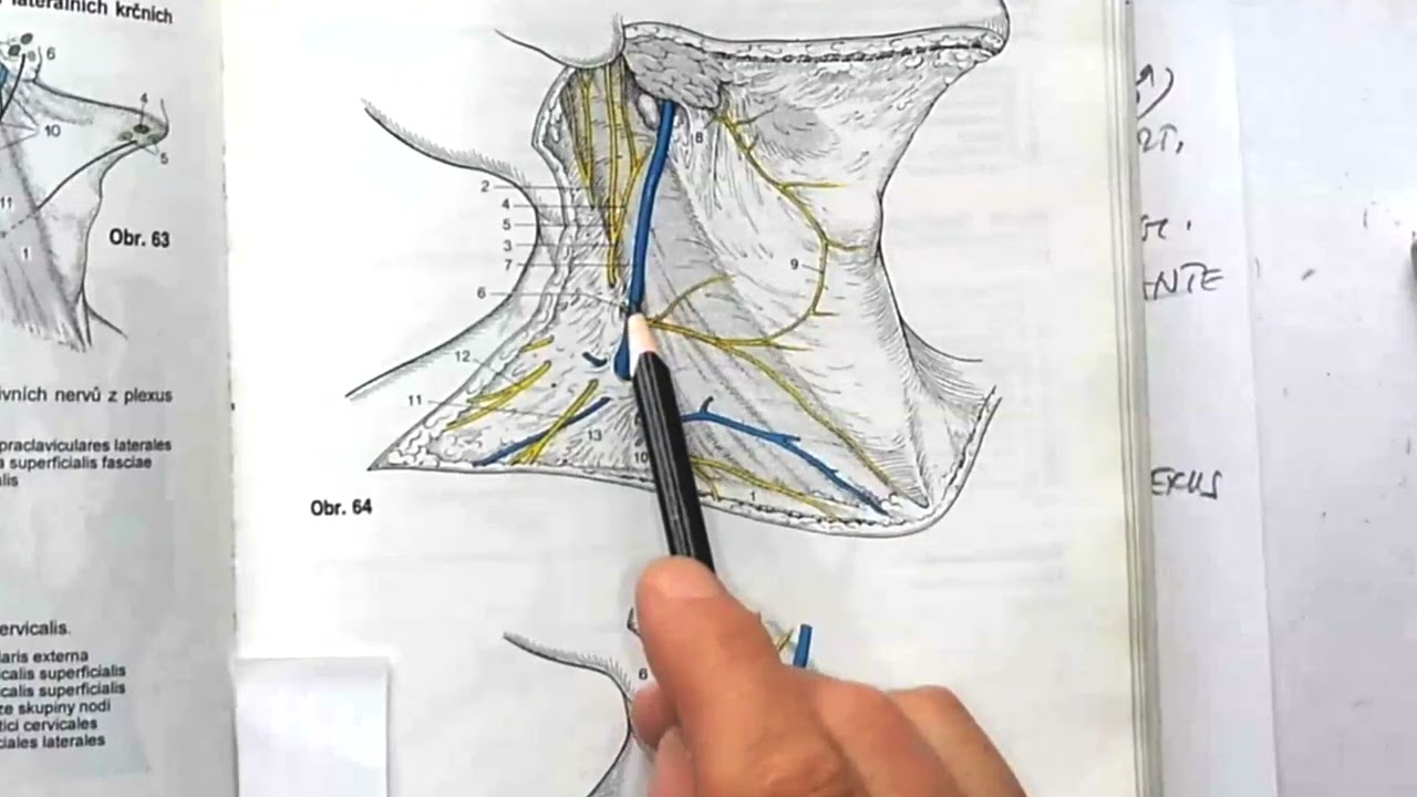 Doc. RNDr. Pavel Fiala, CSc. - TOPOGRAPHY OF THE  NECK