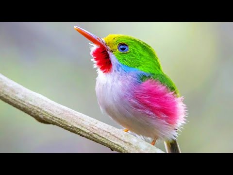 70 Koleksi Gambar Burung Cantik Terbaik