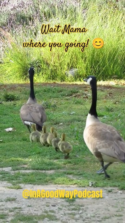 Baby Goslings chase Mama. #Shorts New Beginnings, Goose Spirit Animal