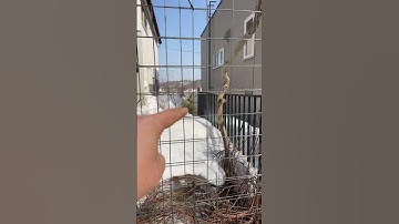 Temporary Permanent | fence construction ￼