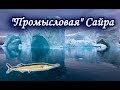 Атлантическая Сайра. Квест "Гренландский промысел". Русская Рыбалка 3.99.