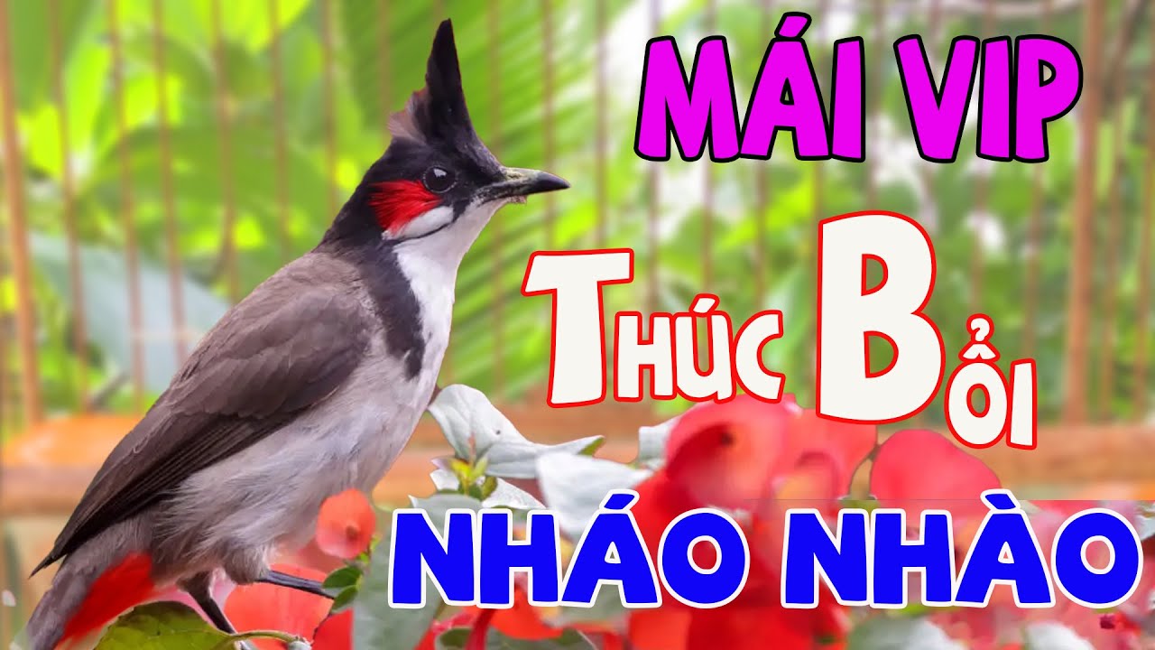 Chào Mào Mái Kích Trống Căng Lửa - Bí Quyết Kích Lửa Sổ Bọng Hót Ché Hiệu Quả 100% #chàomàohót