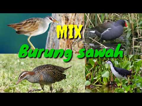 Mix Burung Sawah Malam Cocok Untuk Suara Pikat Jaring Gantung