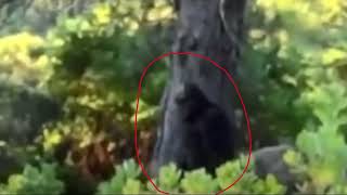 Third Sasquatch in Independence Day Bigfoot Footage