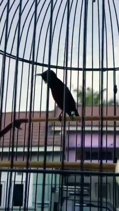 RAJA KOLONI KONIN PUNGGUNG MERAH ISIAN CIBLEK, AWALAN KENARI DAN RAMBATAN