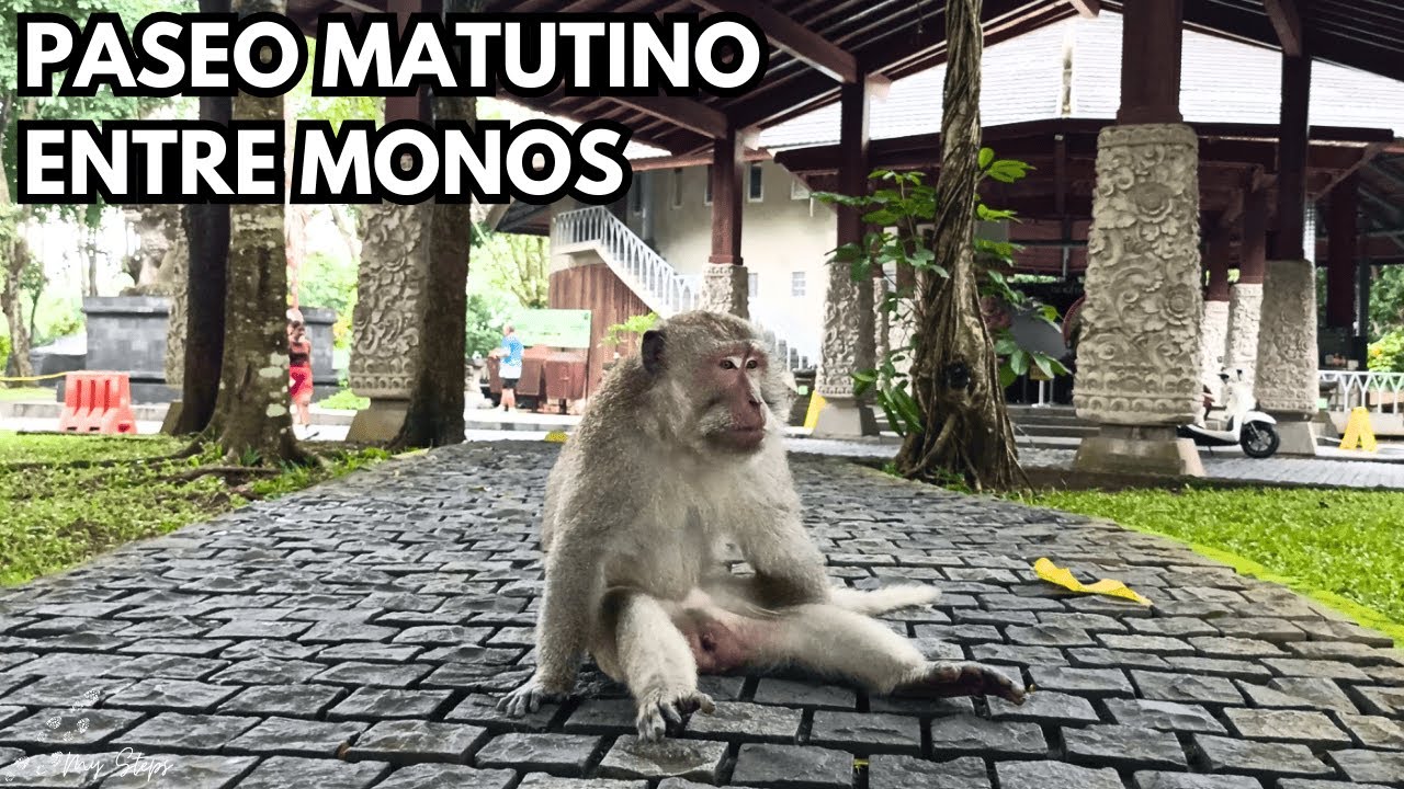 Paseo matutino entre monos curiosos | Morning Walk Among Curious Monkeys