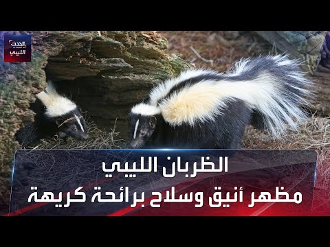 الظربان الليبي مظهر أنيق وسلاح برائحة كريهة