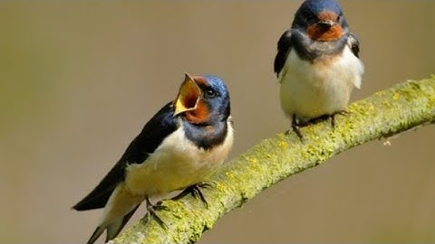 #المغاربة أكيد غادي تبدل النظرة ديالك للضيف بلا عراضة🤔🤔