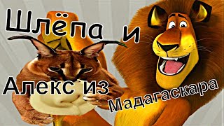 Шлёпа Мадагаскара и пельмени, алекс из.