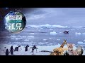 地球的孤兒 ~南極(下)南極全紀錄 Orphans of the Earth／Exploring Antarctica 【全集】｜白心儀