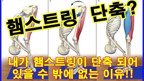 엉덩이(둔근),햄스트링(대퇴이두근,반건양근,반막양근) 고관절 기능적 움직임 신전 2편, 햄스트링이 단축 될 수 밖에 없는 이유! 벗윙크, 스쿼트 데드리프트가 안되는이유!