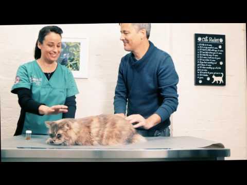 all cats and dogs veterinary clinic