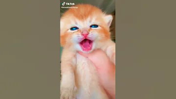 صوت قطه صغيره جميل 2022 