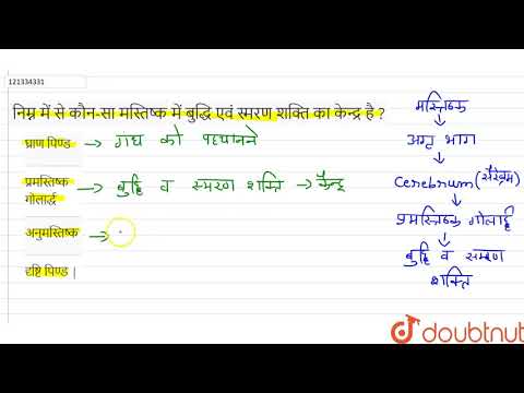 वीडियो: भ्रूण विकास के दौरान निम्नलिखित में से कौन-सा मस्तिष्क पुटिका?