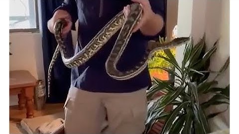 Snake Found Hanging Behind Picture Frame in Australian Home "Nice Little Carpet Python" 2023