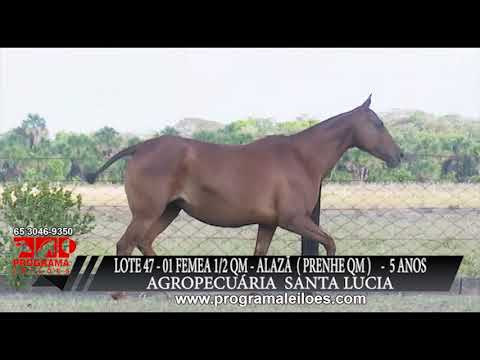 LOTE 47