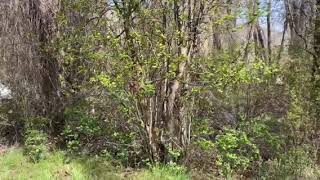 Video of Wolf Flats Recreation Area, ID from Sydney D.