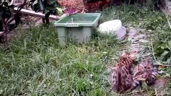 Watch the video about Bengal kittens Tzarinacat cattery and the water