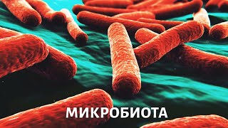 Микробиота. Медицина будущего