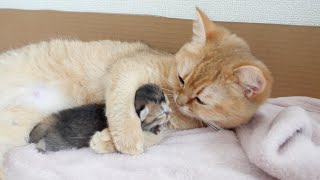 Mother cat always wants to touch the kitten