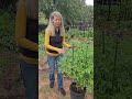 Moving ROMA tomatoes in containers #shorts