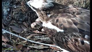 Llyn Clywedog: 2 Osprey Perch20/05/24