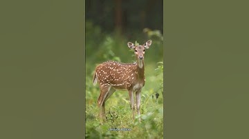 Suara Rusa Betina di hutan #shorts #rusa #wildlife