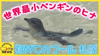 【祝プールデビュー】世界最小・フェアリーペンギンのヒナが大人サイズに成長　水族館AOAO SAPPORO
