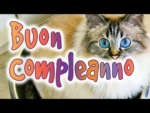 Micio Buon Compleanno Happy Birthday Canzoni Per Bambini Youtube