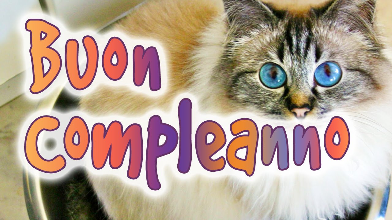 Buon Compleanno Gatto Sacro Di Birmania Youtube