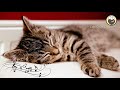 10 Hours Of Cat Music 笙ャ Cat Purring Sounds And Piano Music 笙ャ Relaxing Cat Music MIX 10 Hours Of Cat Music 笙ャ Cat Purring Sounds And Piano Music 笙ャ Relaxing Cat Music MIX