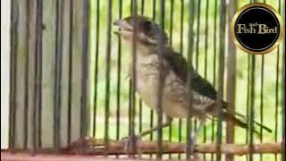 Suara Asli Pentet Macan | Bentet Loreng | Burung Hutan yang Susah Ditemui