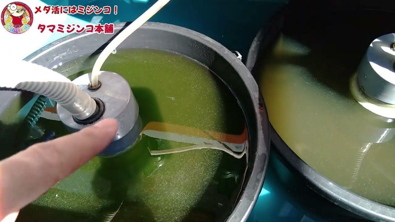 秋のミジンコリセット【タマミジンコ本舗】 - YouTube
