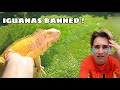 IGUANAS OFFICIALLY BANNED IN FLORIDA ! RIP MY PETS...